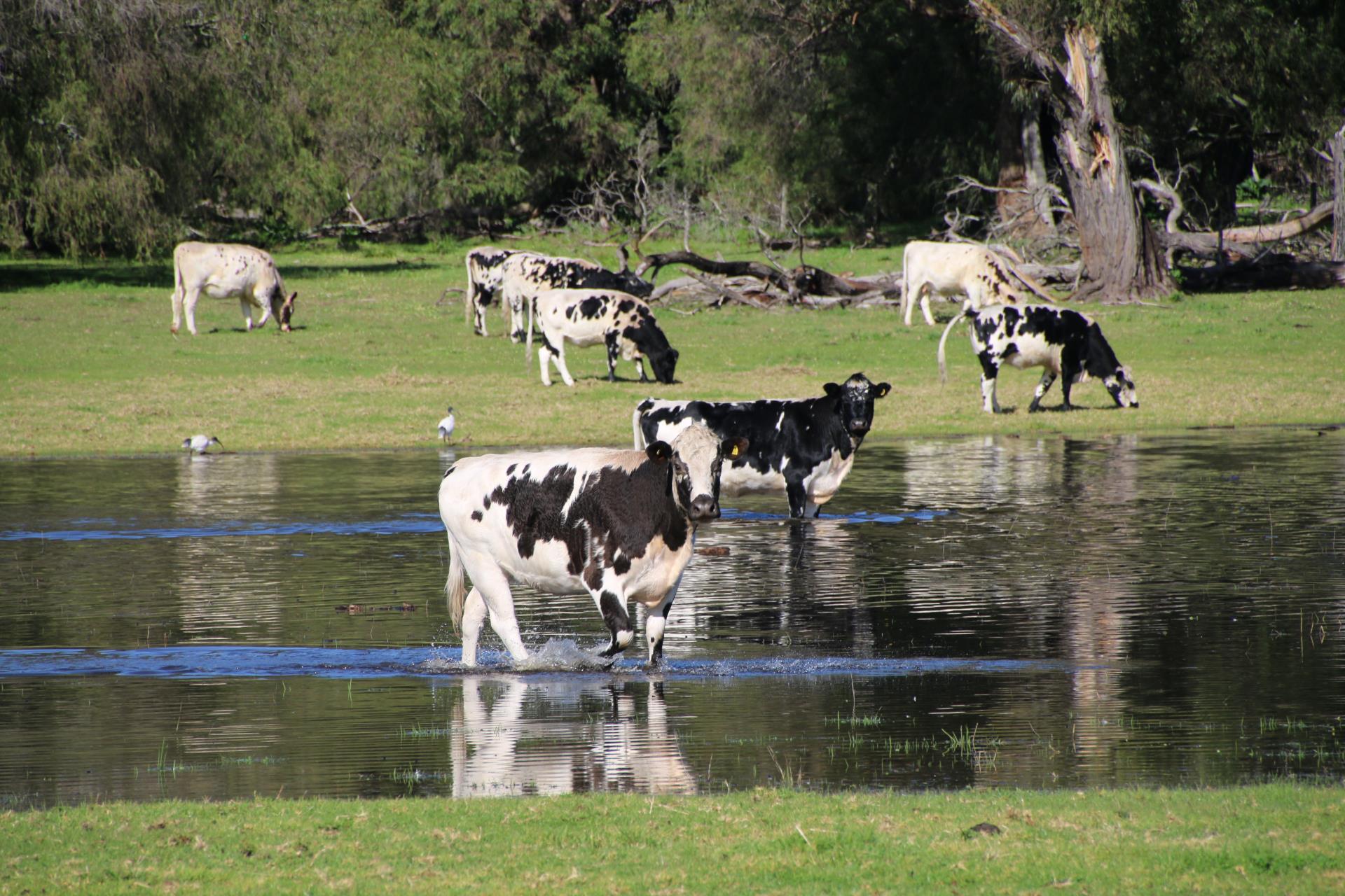 SW Agribusiness Precinct Image