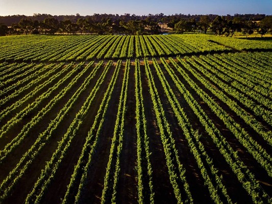 Image Capel Vale Winery